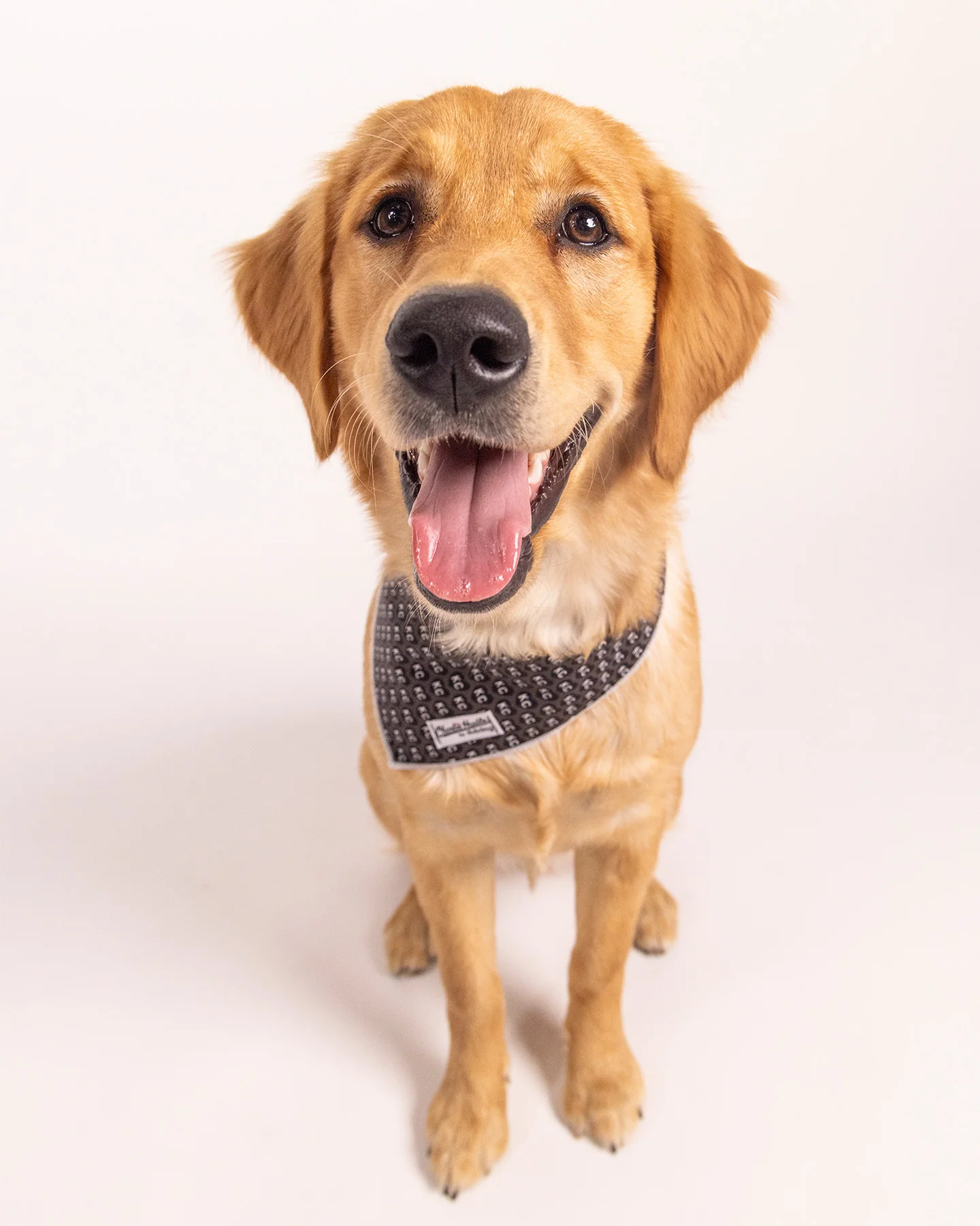 Black KC Heart Dog Bandana - Image 5