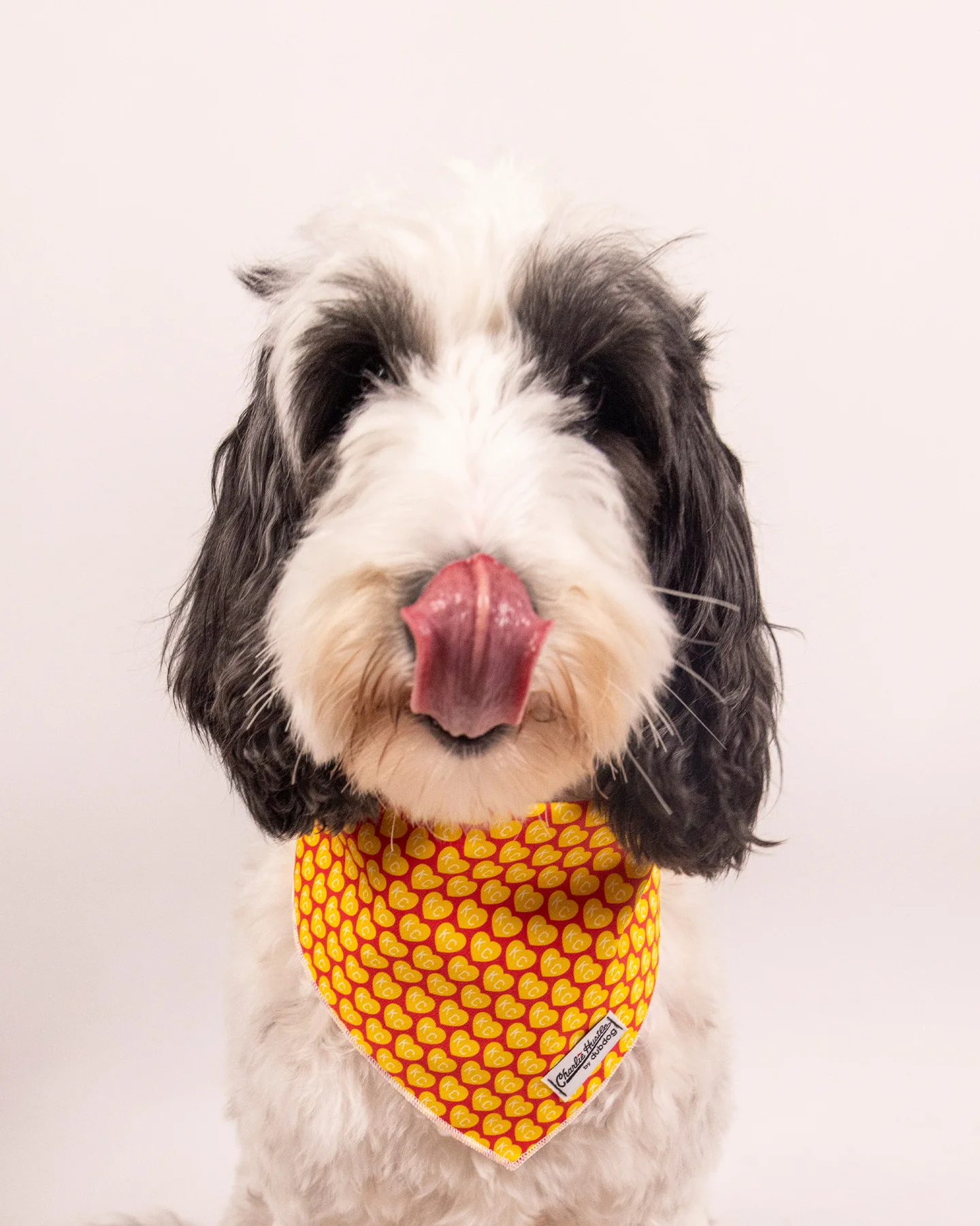 Gold KC Heart Dog Bandana - Image 5