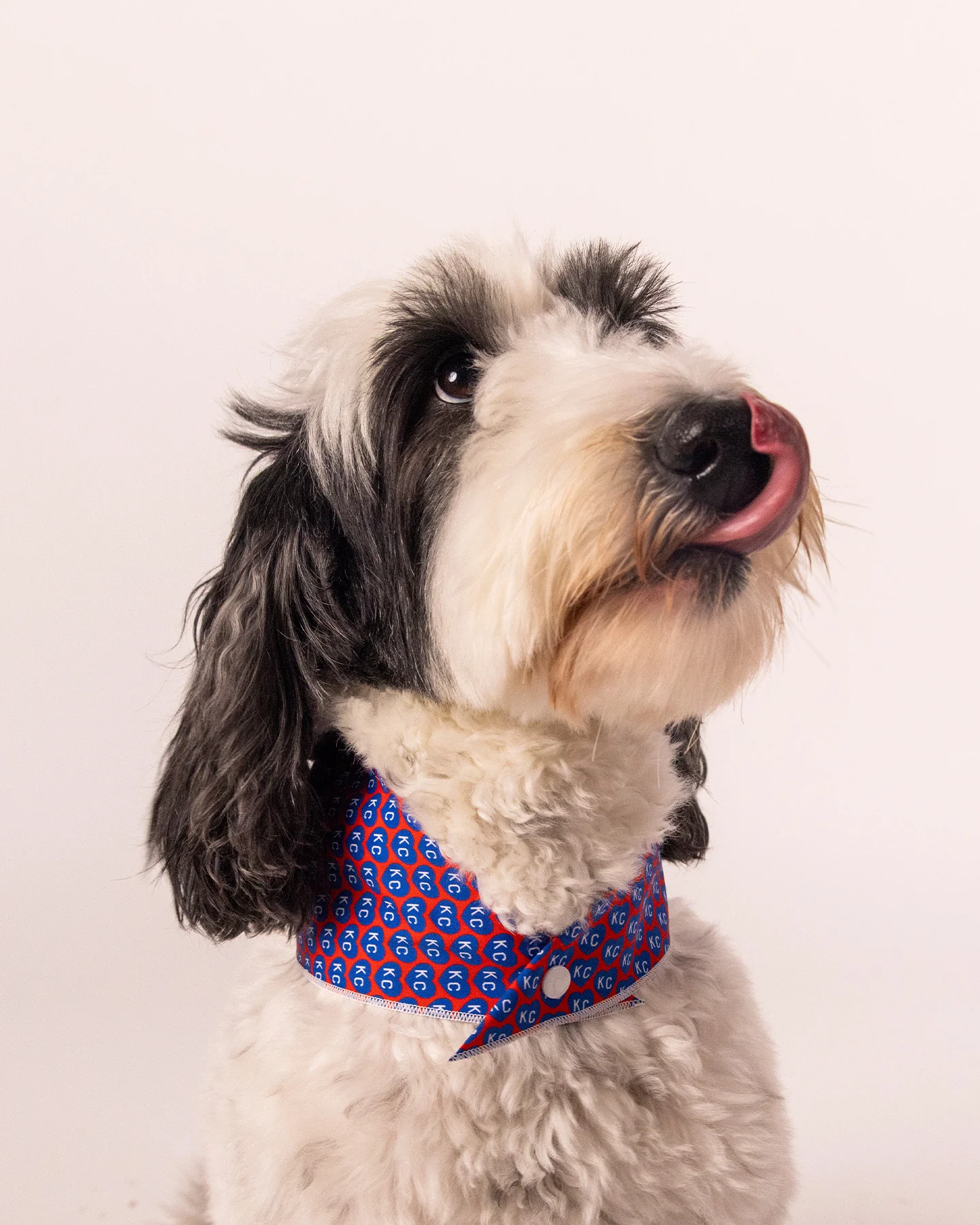Blue KC Heart Red Dog Bandana - Image 6